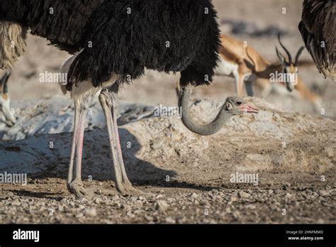 Common Ostrich Struthio Camelus Male Detail View Etosha National