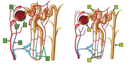 Anatomy Exam Diagram Quizlet