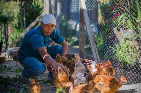 Aves De Corral Medios De Vida Valorados Por Las Comunidades Gateway