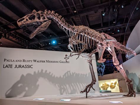 Allosaurus At The Houston Museum Of Natural Science Rpaleontology