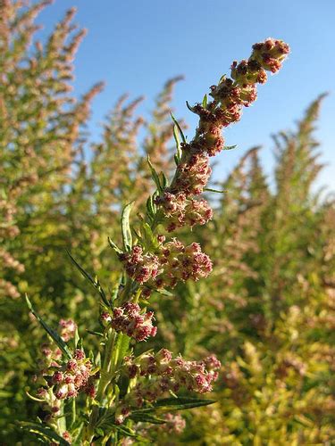 Mugwort Invasive Exotic Plants Of North Carolina INaturalist