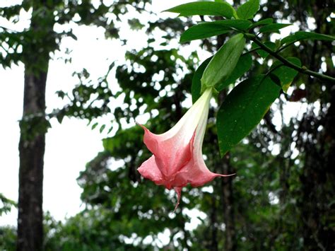 Flowers Photos Hallucinogenic Angel Trumpet Flowers Angel Trumpet