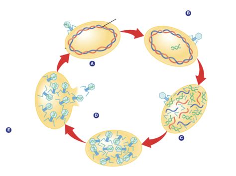 Lytic Cycle Diagram Quizlet