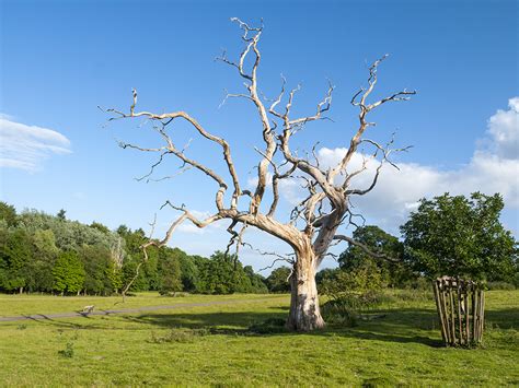 How to Save a Dying Oak Tree [7 Tips to Revive Your Tree] | Pepper's ...