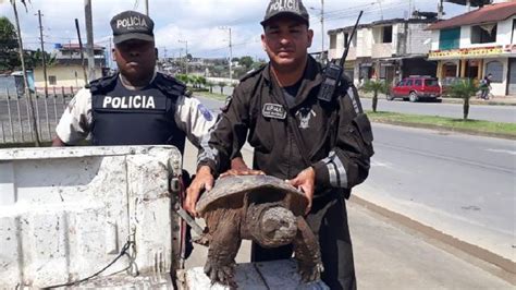 Des Milliers D Animaux Sauvages Victimes De Trafic Saisis Par Interpol