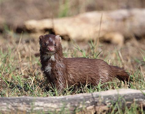 Mink Photograph By Ronnie Maum Fine Art America