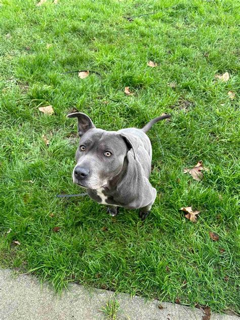 Staffordshire Bull Terrier Cross Dogs For Adoption