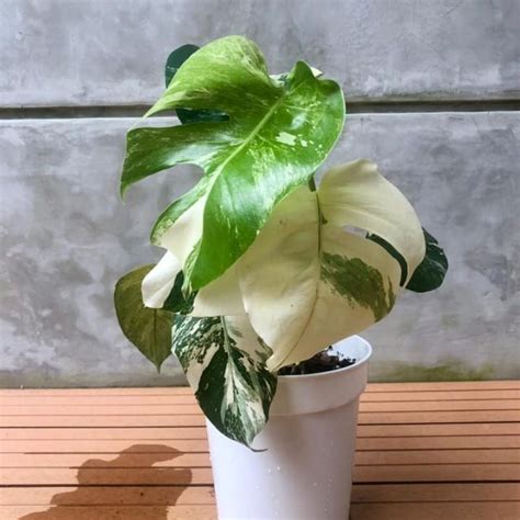 Jual Newstek Bongol Monstera Monthai Variegata Shopee Indonesia