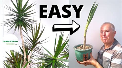 How To Propagate A Dracaena Marginata With A High Success Rate Youtube