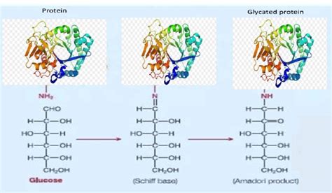 The Conjugation Process Of Proteins And Sugars Download Scientific