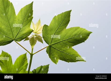 Sycamore Sicomore Erable Arce Hoja De Arce Bergahhorn Berg Ahorn