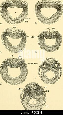 Chordate Anatomy Chordata Anatomy Comparative Chordate Anatomy