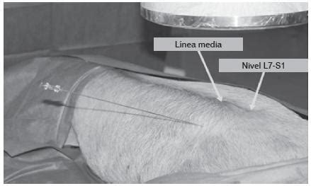 Scielo Brasil Endoscopic Interlaminar Discectomy Use Of Swine