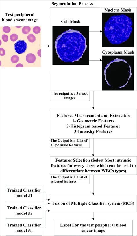 Parts Of A Blood Smear