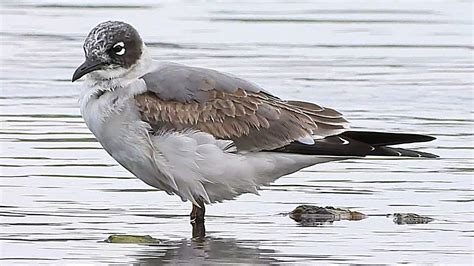 Gaviota Pipizcan W En La Charca Vuelta Ostrera Youtube