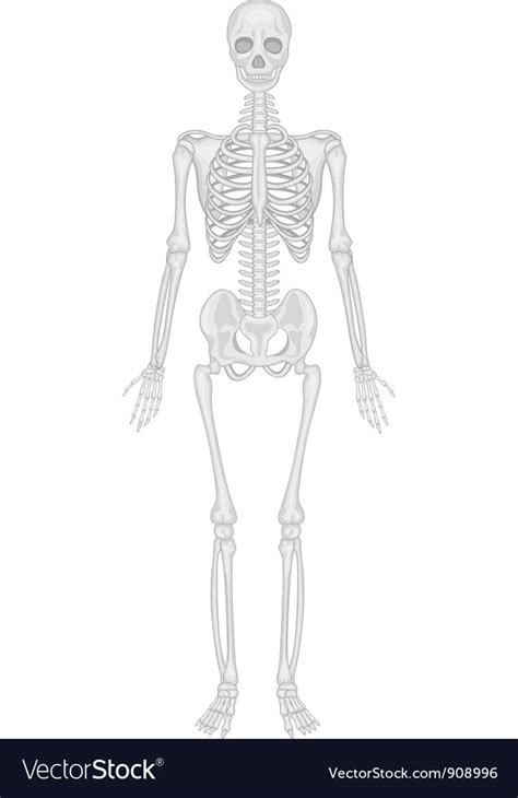 Skeletal System Diagram Part 2 Diagram Quizlet