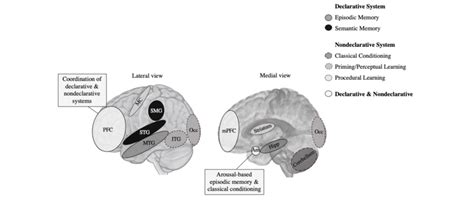 Primary brain structures associated with declarative and nondeclarative ...