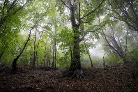 Imagen Gratis Bosque Medio Ambiente Naturaleza Rbol Niebla Rama