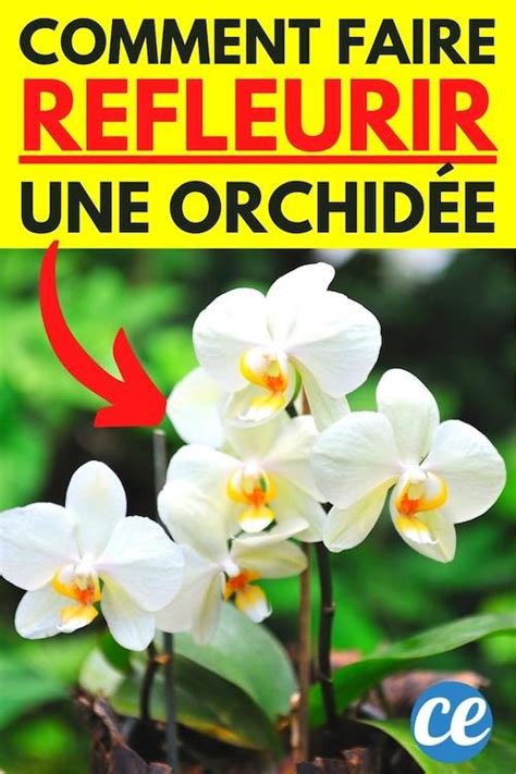 Mes Secrets Pour Faire Refleurir Une Orchid E Tous Les Coups