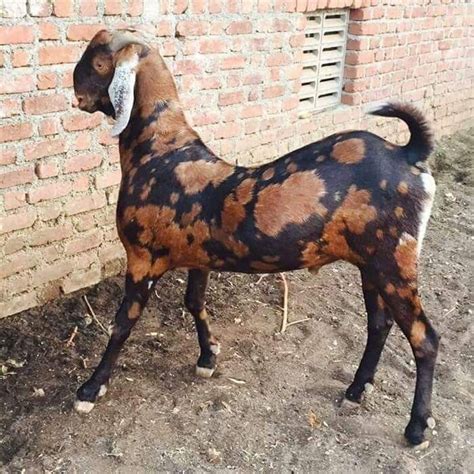 Sirohi Goats At Rs 250kilogram Sirohi Goats Id 18166110912