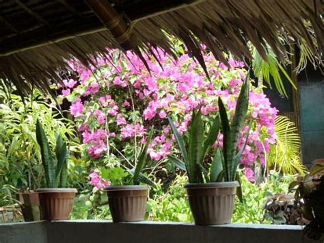 PALMERA GARDEN HOTEL AND RESORT - Reviews, Photos