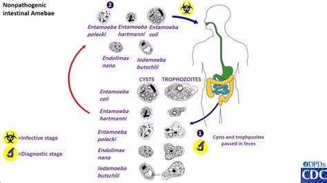 Entamoeba Coli Life Cycle