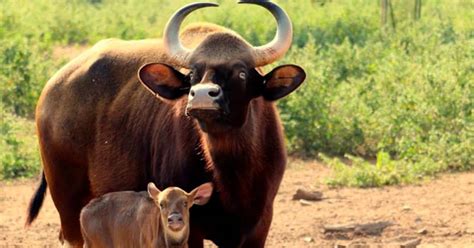 Tamil Nadu: Indian Gaur gives birth to female calf in Arignar Anna ...