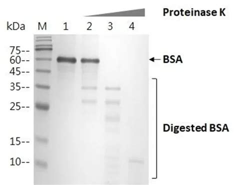 LEADSPHERE Lyophilization Leadgene Biomedical