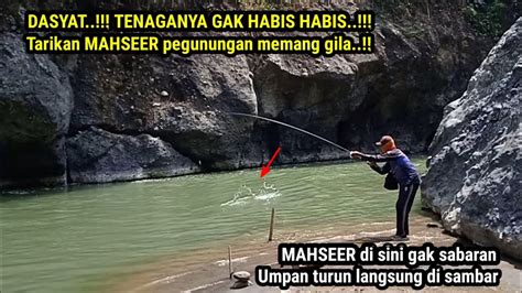 Spot Mahseer Istimewa Ngeri Mancing Mahseer Di Sini Umpan Turun