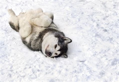 Husky Perro Siberiano Tendido En La Espalda Sobre La Nieve Foto De