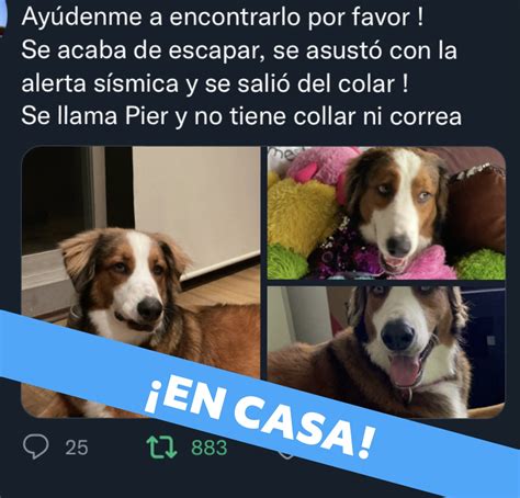 Mascotas Sismo On Twitter Pier En Casa Finalfeliz