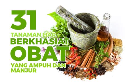 Perhatian Inilah 31 Jenis Tanaman Liar Berkhasiat Obat Yang Sering