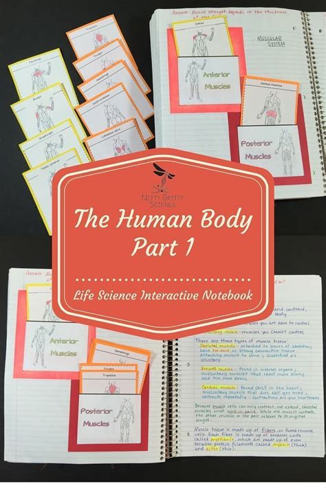 Human Body Science Interactive Notebook Part 1 Interactive Science