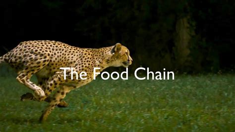 Cheetah Food Chain