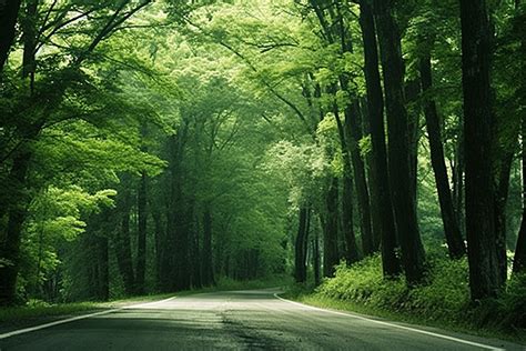 An Empty Road With Trees In It Background Autumn Season