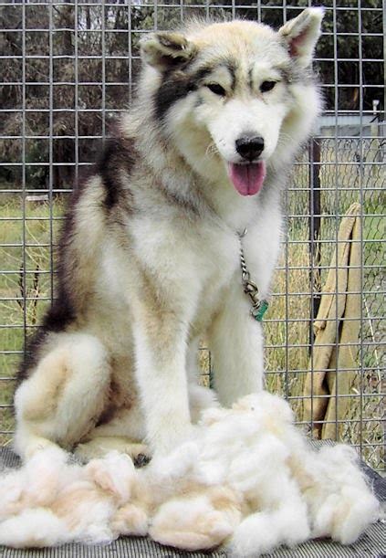 Your Husky: Siberian husky grooming…