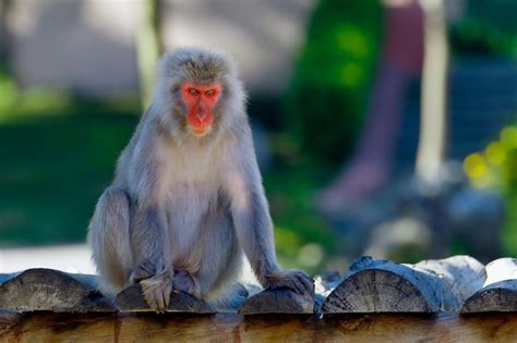 Premium Photo Close Up Of Japanese Macaque