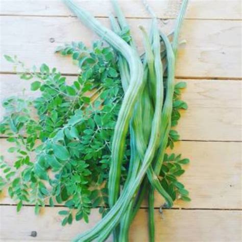 Moringa Oleifera Drumstick Moringa Vegetable Seeds Agrofare