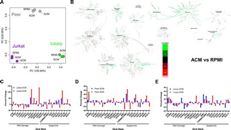 Frontiers Adipocyte Mediated Epigenomic Instability In Human T ALL