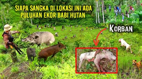 LUAR BIASA SAKING BANYAKNYA BABI HUTAN ANJING PEMBURU KEWALAHAN HINGGA