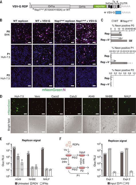 Replication And Single Cycle Delivery Of Sars Cov Replicons Science