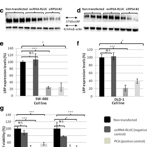 The Effect Of SiRNA Mediated Knock Down Of LRP On Nuclear Morphology Of