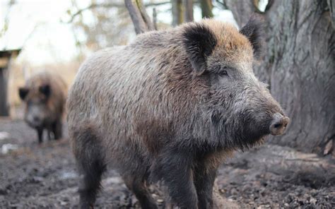 North America's feral pig problem concerns us all - Westmount Magazine