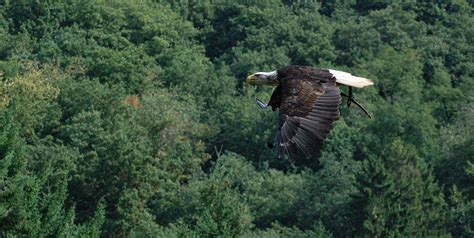 Fond Décran Forêt Allemagne Faune Parc National Nikon Oiseau De