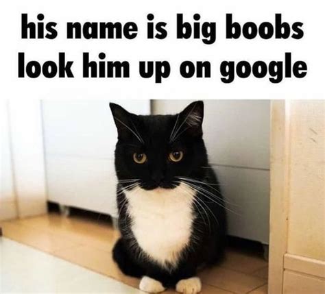 240 Best Cat Memes And Images For Funny Captions Page 3 Of 11