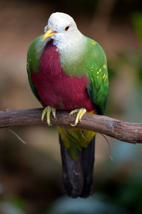 Wompoo Fruit Dove Ptilinopus Magnificus Uccelli Multicolore