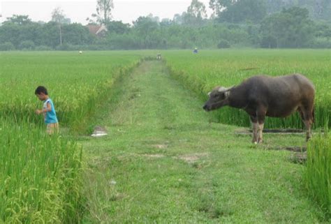 Thuyết minh về con trâu Việt Nam lớp 9 hay nhất - Dàn ý, văn mẫu về con trâu | VFO.VN