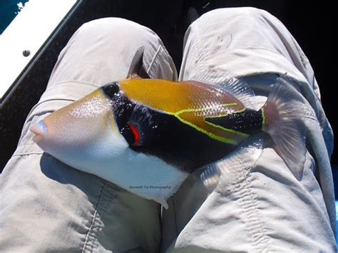 Wedge Tail Triggerfish Rhinecanthus Rectangulus