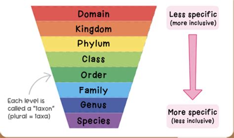 Classification And Dichotomous Keys Flashcards Quizlet