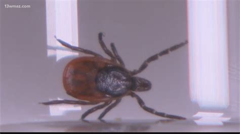 How To Prepare And Stay Safe During Georgias Tick Season